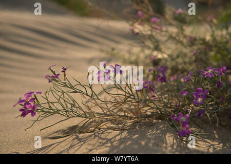 Sea stock (Matthiola sinuata) flowering on sand dunes, Beauduc, Camargue, France, July. Stock Photo