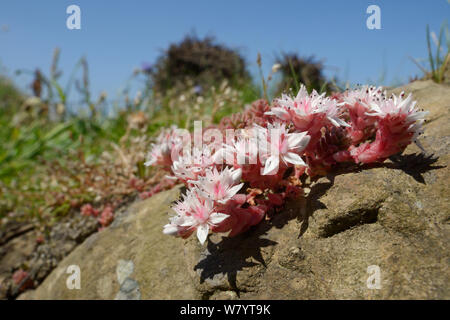 English stonecrop (Sedum anglicum) clump flowering on exposed rock on a clifftop, Widemouth Bay, Cornwall, UK, June. Stock Photo