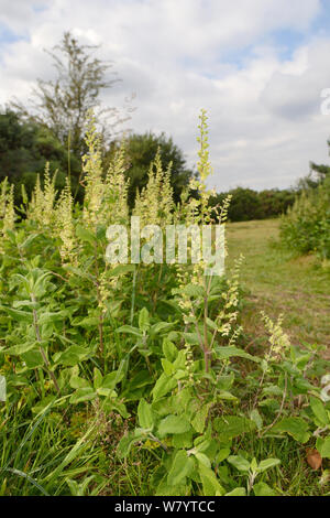 Wood sage / Woodland germander (Teucrium scorodonia) flowering clumps, Winfrith Heath, Dorset, UK, July. Stock Photo