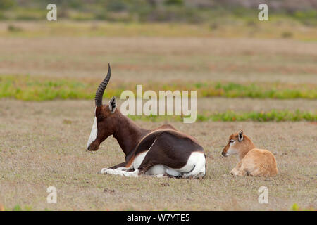 Bontebok (Damaliscus pygargus pygargus) adult and calf sitting, De Hoop, South Africa, December. Stock Photo