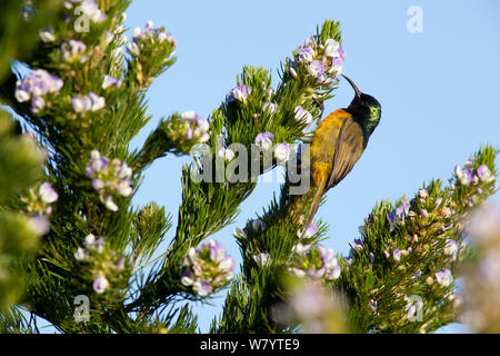 Orange-breasted sunbird (Anthobaphes violacea), Cape Peninsula, South Africa, December. Stock Photo