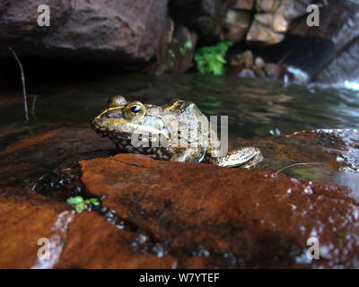 Cape river frog (Amietia fuscigula) resting on rock, Cederberg, South Africa, December. Stock Photo