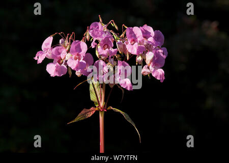 Himalayan balsam (Impatiens glandulifera) flowering, Bristol, UK, August.