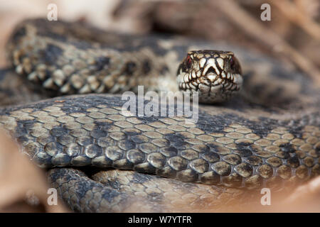 European adder (Vipera berus) female coiled up, Gloucestershire, UK, March. Stock Photo