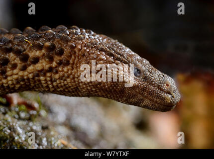 Earless monitor lizard (Lanthanotus borneensis) venomous species, captive from Borneo. Stock Photo