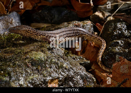 Earless monitor lizard (Lanthanotus borneensis) venomous species, captive from Borneo. Stock Photo