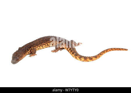 Earless monitor lizard (Lanthanotus borneensis) on white background, venomous species, captive from Borneo. Stock Photo