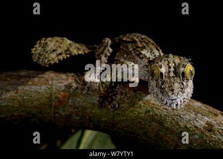 Mossy leaf-tailed gecko (Uroplatus sikorae) captive,  occurs in Madagascar. Stock Photo