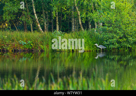 Grey heron (Ardea cinerea) fishing, Dyrehaven, Denmark, September. Stock Photo