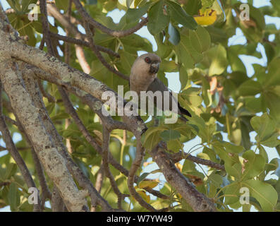 African orange-bellied parrot pair (Poicephalus rufiventris rufiventris) female. Tarangire National Park, Tanzania. Stock Photo