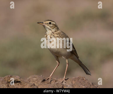 Grassland pipit (Anthus cinnamomeus lacuum) Lake Manyara National Park, Tanzania Stock Photo