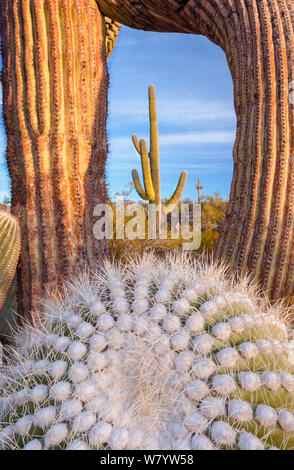 Frost damaged Saguaro cactus (Carnegiea gigantea) in the South Maricopa Mountains Wilderness, Arizona, USA. January. Stock Photo