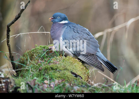 Common woodpigeon (Columba palumbus) resting in a woodland glade. Lower Saxony, Germany, February. Stock Photo