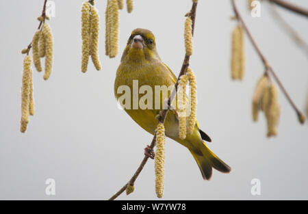 European greenfinch (Chloris chloris chloris) male on branch with Hazel catkins (Corylus) Lower Saxony, Germany, February. Stock Photo