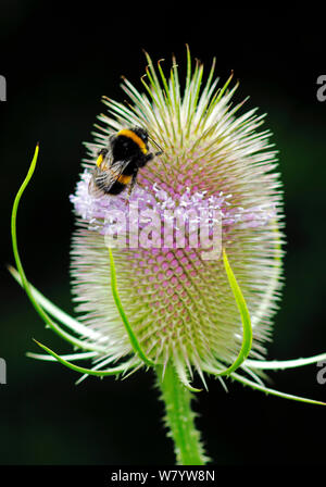 Buff tailed bumblebee (Bombus terrestris) resting on flowering Teasel (Dipsacus fullonum) South-west London. UK, July. Stock Photo