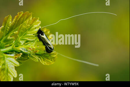 Long-horned fairy moth (Adela reaumerella) male resting on oak leaves. South-west London, UK, April Stock Photo