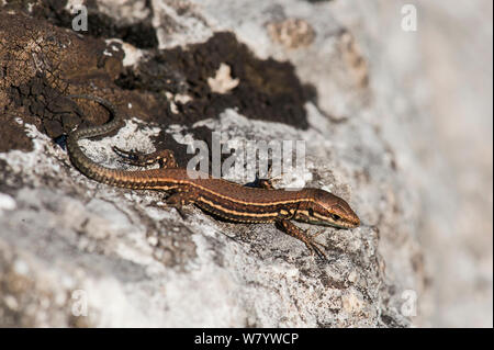 Common wall lizard (Podarcis muralis) juvenile, Kelheim, Bavaria, Germany, September. Stock Photo