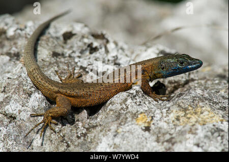 Dalmatian algyroides (Algyroides nigropunctatus) male sunbathing on rock, Krk Island, Croatia, June. Stock Photo