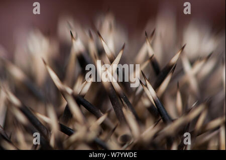 Close-up of hedgehog (Erinaceus europaeus) spikes, Bavaria, Germany, September. Stock Photo