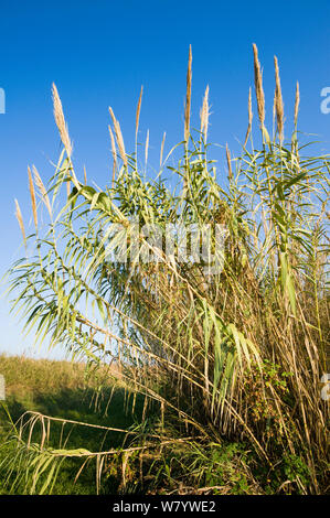 Carrizo Cane (Giant Reed)(arundo donax), an Invasive Species, on Banks ...