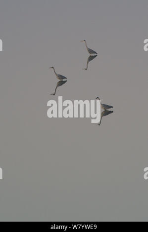 Three Grey heron (Ardea cinerea) in lagoon at dawn, Po Delta, Italy, November. Stock Photo