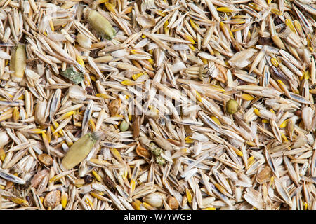 Wildflower meadow seed mix for chalk and limestone soils (20% wildflowers, 80% grasses) including Sheep&#39;s fescue (Festuca ovina), and Crested dogstail (Cynosurus cristatus). Stock Photo