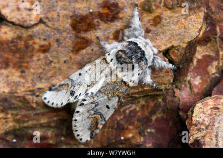 Poplar kitten moth (Furcula bifida) Dorset, UK. June. Stock Photo