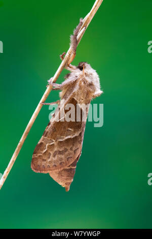 Orange swift moth (Hepialus sylvina) August. Stock Photo