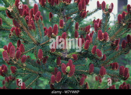 Yeddo spruce (Picea jezoensis) flower cones, Amur Region, Russia. Stock Photo
