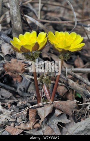 Far east Amur adonis / pheasant&#39;s-eye flowers (Adonis amurensis) Amur Region, Russia. Stock Photo