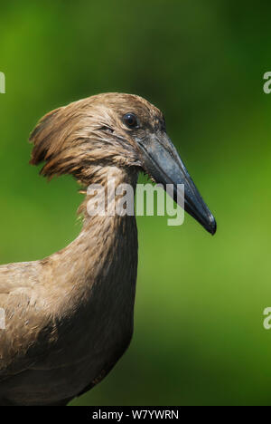 Hamerkop (Scopus umbretta) portrait, Akagera, Rwanda Stock Photo