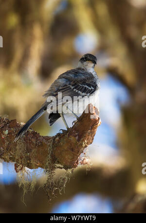 Galapagos mockingbird (Mimus parvulus) perched on tree, rear view, Galapagos. Stock Photo