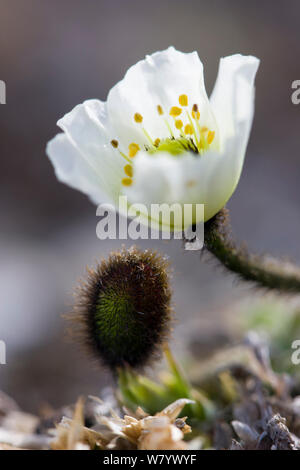 Svalbard poppy (Papaver dahlianum) in flower and unopened flower bud growing close to the ground. Svalbard, Norway, June. endemic to Svalbard Stock Photo