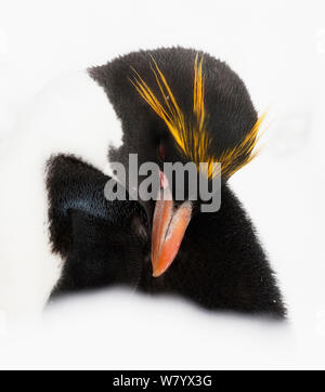 Macaroni penguin (Eudyptes chrysolophus) portrait, South Georgia Islands, Southern Ocean. Stock Photo