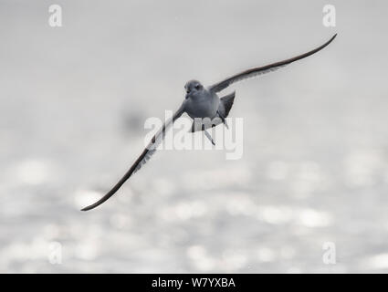 Fulmar prion (Pachyptila crassirostris crassirostris) in flight near Bounty Island, Sub-Antarctic New Zealand, March. Stock Photo