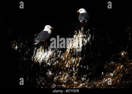 Red-legged kittiwake (Rissa brevirostris) on cliff with guano, Commander Island, Russia. September. Vulnerable species. Stock Photo