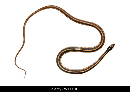 Ribbon snake (Thamnophis sauritus) Water Valley, Mississippi, USA, April. Meetyourneighbours.net project Stock Photo