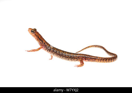 Long-tailed salamander (Eurycea longicauda) Tishomingo State Park, Mississippi, USA, April. Meetyourneighbours.net project Stock Photo