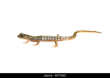 Green salamander (Aneides aeneus) Tishomingo State Park, Mississippi, USA, April. Meetyourneighbours.net project Stock Photo