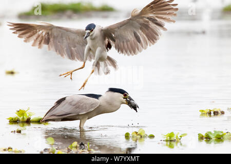 Black-crowned night-heron (Nycticorax nycticorax hoactli) fishing, with another landing, Xochimilco wetlands, Mexico City, June