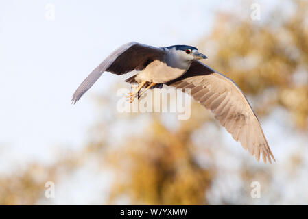 Black-crowned night-heron (Nycticorax nycticorax hoactl) in flight Xochimilco wetlands, Mexico City, December