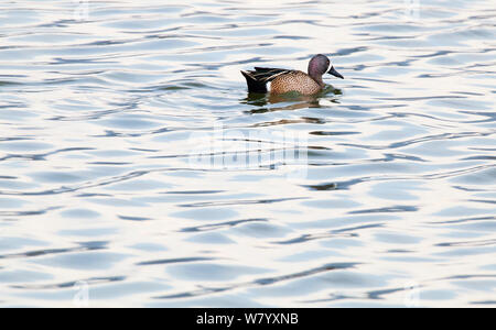 Blue-winged teal (Anas discors) male swimming on rippled waters, Xochimilco wetlands, Mexico City, February Stock Photo