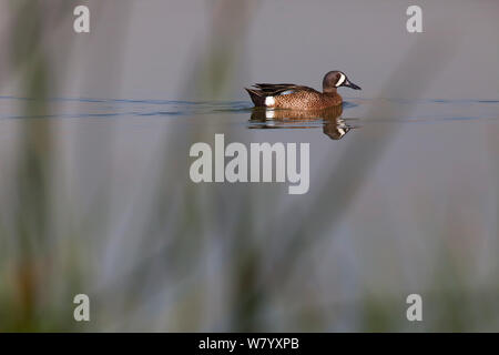 Blue-winged teal (Anas discors) male, Xochimilco wetlands, Mexico City, March Stock Photo