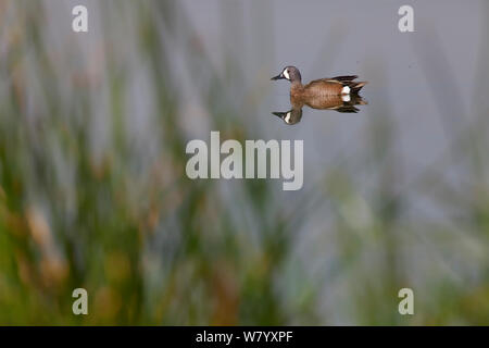 Blue-winged Teal (Anas discors) male, Xochimilco wetlands, Mexico City, March Stock Photo