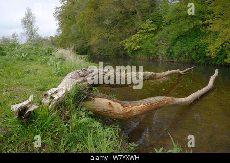 Willow tree (Salix sp.) felled and most of its bark stripped off by Eurasian beavers (Castor fiber) on the banks of the River Otter, Devon, UK, May. Stock Photo