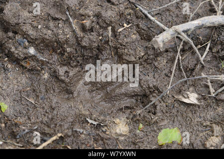 Rear, webbed footprint of Eurasian beaver (Castor fiber) in mud within enclosure, Devon Beaver Project, Devon Wildlife Trust, Devon, UK, May. Stock Photo