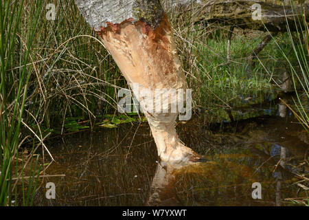 Downy birch tree (Betula pubescens) heavily gnawed by Eurasian beavers (Castor fiber) and close to being felled, in  large enclosure, Devon Beaver Project, Devon Wildlife Trust, Devon, UK, May. Stock Photo