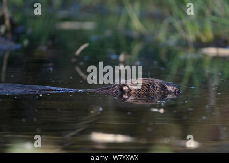 Juvenile Eurasian beaver (Castor fiber) swimming in dammed stream in large enclosure, Devon Beaver Project, run by Devon Wildlife Trust, Devon, UK, May. Stock Photo