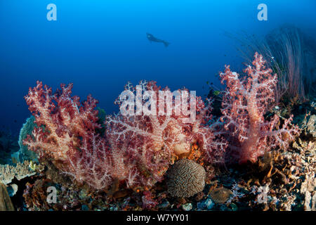 Soft coral (Dendronephthya sp.) in coral reef with diver. Kimbe Bay, West New Britain, Papua New Guinea. Stock Photo