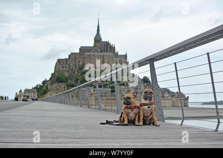 Two French Bulldog tourist dogs sightseeing on vacation on bridge in front of famous French landmark 'Le Mont-Saint-Michel' in background in Normandy Stock Photo